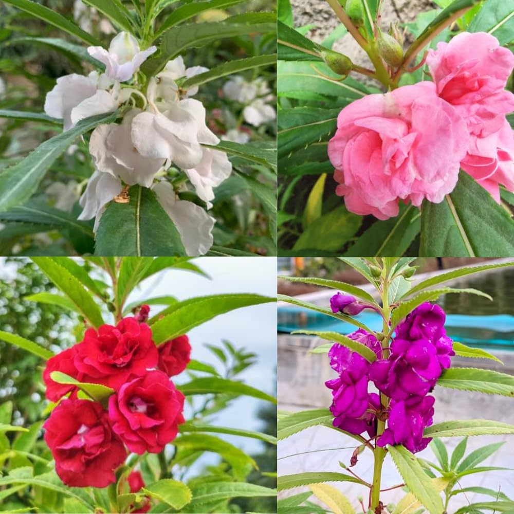 Pink EveningScented Home Garden Flower Seeds for Planting Vibrant Colors Heirloom & GMO Free Seeds for Home Garden
 
 Sale