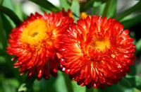 Helichrysum Red Bracteatum Flower Seeds for Planting  Vibrant Annuals