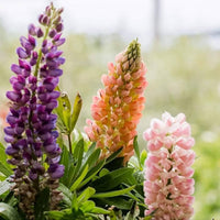 Mixed Lupine Flower Seeds for Planting Colorful Wildflower Garden