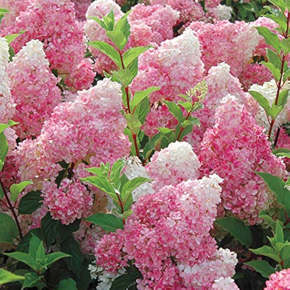 Vainilla Hortensia Flower Seeds for Planting: Cultivate Elegance in Your Garden