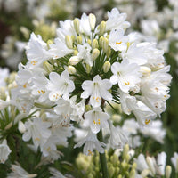 White Agapanthus Flower seeds for Planting - Cottage Garden Essential, Heirloom & GMO Free Seeds for Home Garden