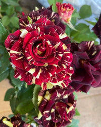Rose Flower Seeds for Planting - Red and Yellow Blooms for a Colorful Garden