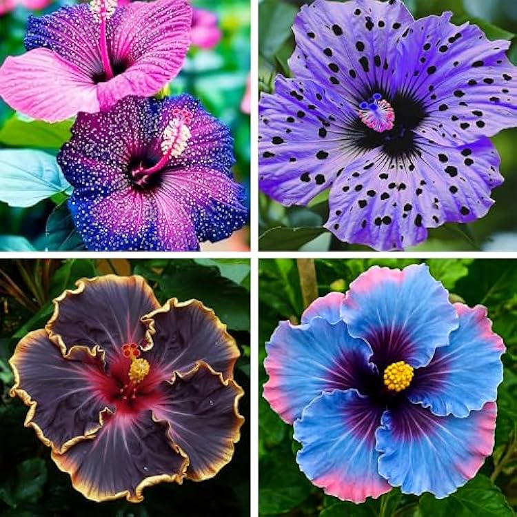 Heirloom Hibiscus Flower seeds for Planting Cut Flower Favorite Heirloom & GMO Free Seeds for Home Garden