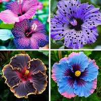 Heirloom Hibiscus Flower seeds for Planting Cut Flower Favorite Heirloom & GMO Free Seeds for Home Garden