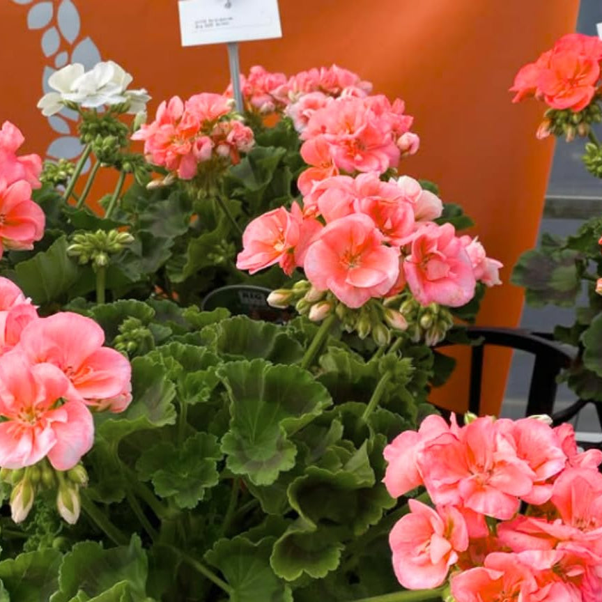 Peach Geranium Flower seeds for Planting Vibrant Colors Heirloom & GMO Free Seeds for Home Garden 
 
 Sale