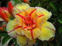 Pink Yellow Adenium Obesum Seeds for Planting Premium Quality Heirloom & GMO Free Seeds for Home Garden
 
 Sale