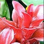 Red Curcuma Aeruginosa Flower seeds for Planting - Hardy Variety, Heirloom & GMO Free Seeds for Home Garden
 
 Sale seeds for home garden