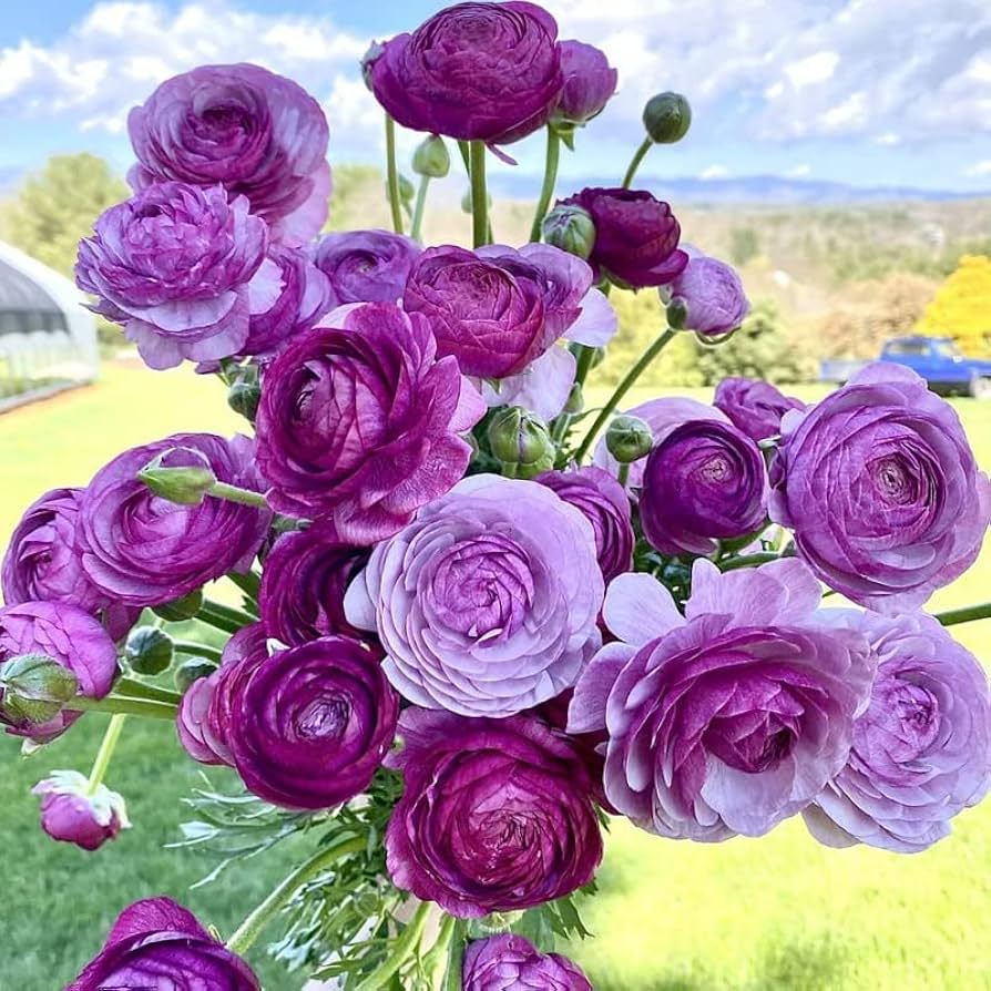Lavender Ranunculus Flower Seeds – Shade Tolerant Heirloom & NonGMO for Home Garden
 
 Sale