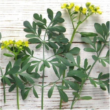 Heirloom Semi Erbe Flower seeds for Planting Drought Tolerant Heirloom & GMO Free Seeds for Home Garden