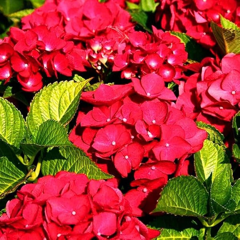 Red Hydrangea Flower seeds for Planting Vibrant Colors Heirloom & GMO Free Seeds for Home Garden 
 
 Sale