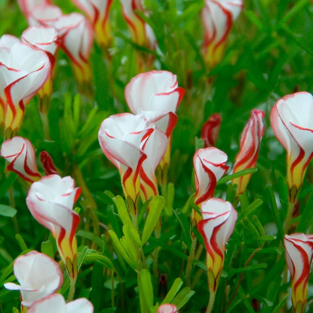Candy Cane Sorrel Seeds for Planting  Vibrant, Easy-to-Grow Perennial Garden Plant