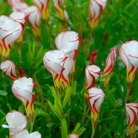 Candy Cane Sorrel Seeds for Planting  Vibrant, Easy-to-Grow Perennial Garden Plant
