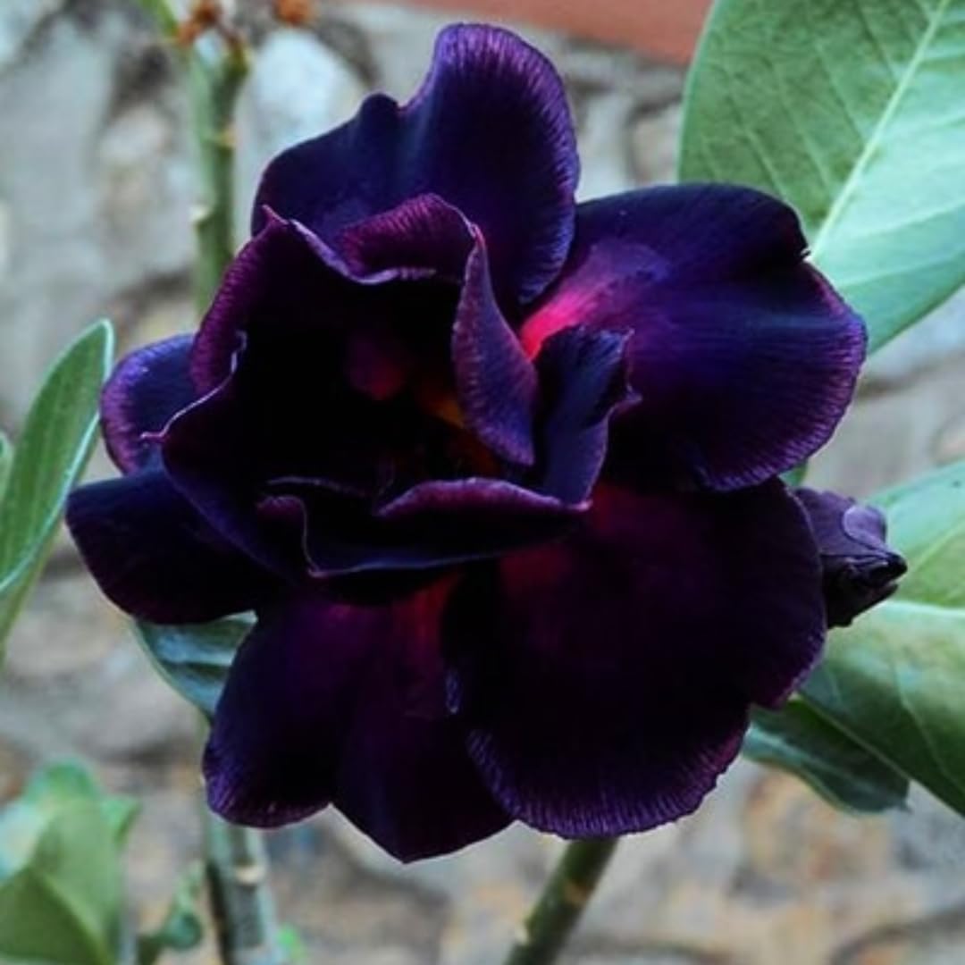 Heirloom Adenium Obesum Flower seeds for Planting Bright Blooms Heirloom & GMO Free Seeds for Home Garden