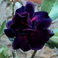 Heirloom Adenium Obesum Flower seeds for Planting Bright Blooms Heirloom & GMO Free Seeds for Home Garden