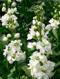 White Matthiola Flower Seeds – Sun Loving Heirloom & NonGMO for Home Garden
 
 Sale