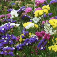 Mixed Colors Lavender Flower seeds for Planting - Seasonal Bloomer, Heirloom & GMO Free Seeds for Home Garden