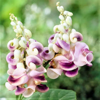 Corkscrew Vine Planting Seeds for Stunning Climbing Blooms