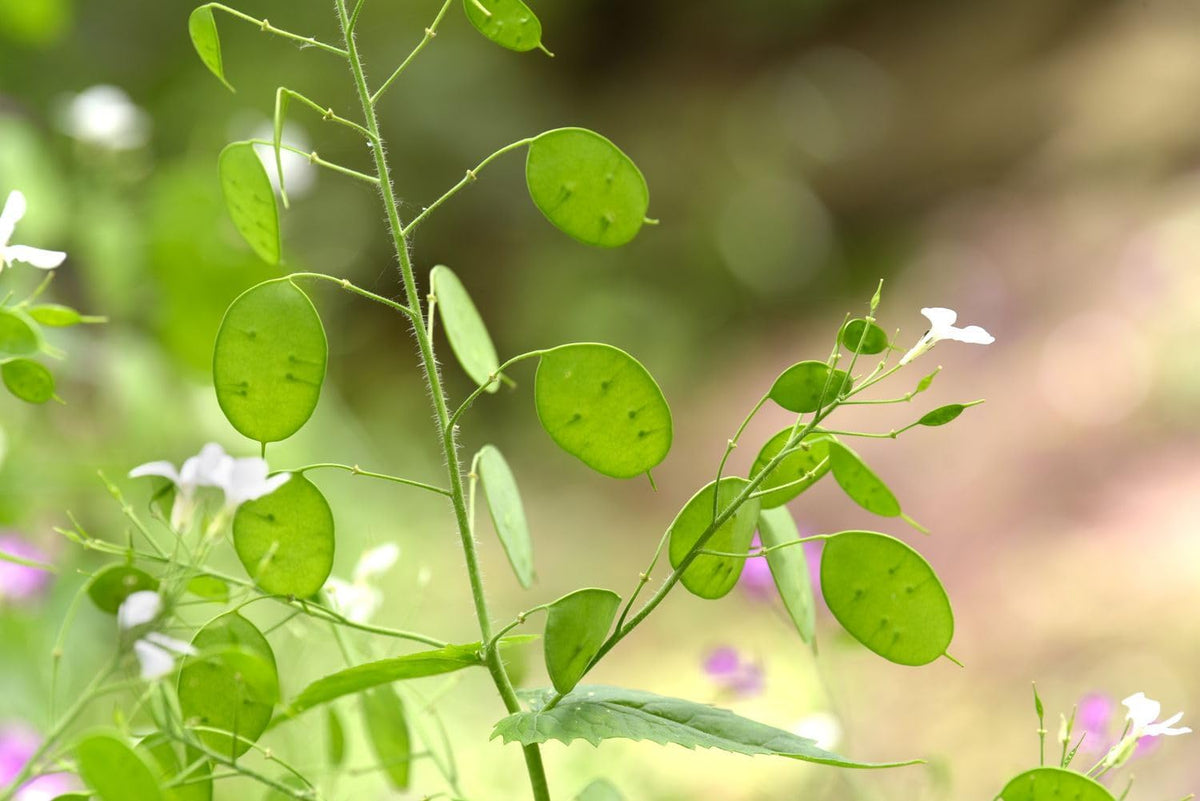 Lunaria Flower seeds for Planting - Sun Loving, Heirloom & GMO Free Seeds for Home Garden
 
 Sale seeds for planting in home garden