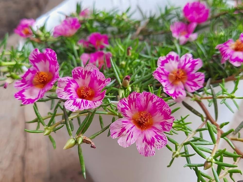 Pink Portulaca Sundial Seeds for Easy Planting