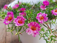 Pink Portulaca Sundial Seeds for Easy Planting