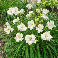 White Hemerocallis Flower Seeds for Planting Wildflower Mix Heirloom & GMO Free Seeds for Home Garden
 
 Sale
