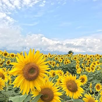Heirloom Sunflower Flower seeds for Planting Drought Tolerant Heirloom & GMO Free Seeds for Home Garden
