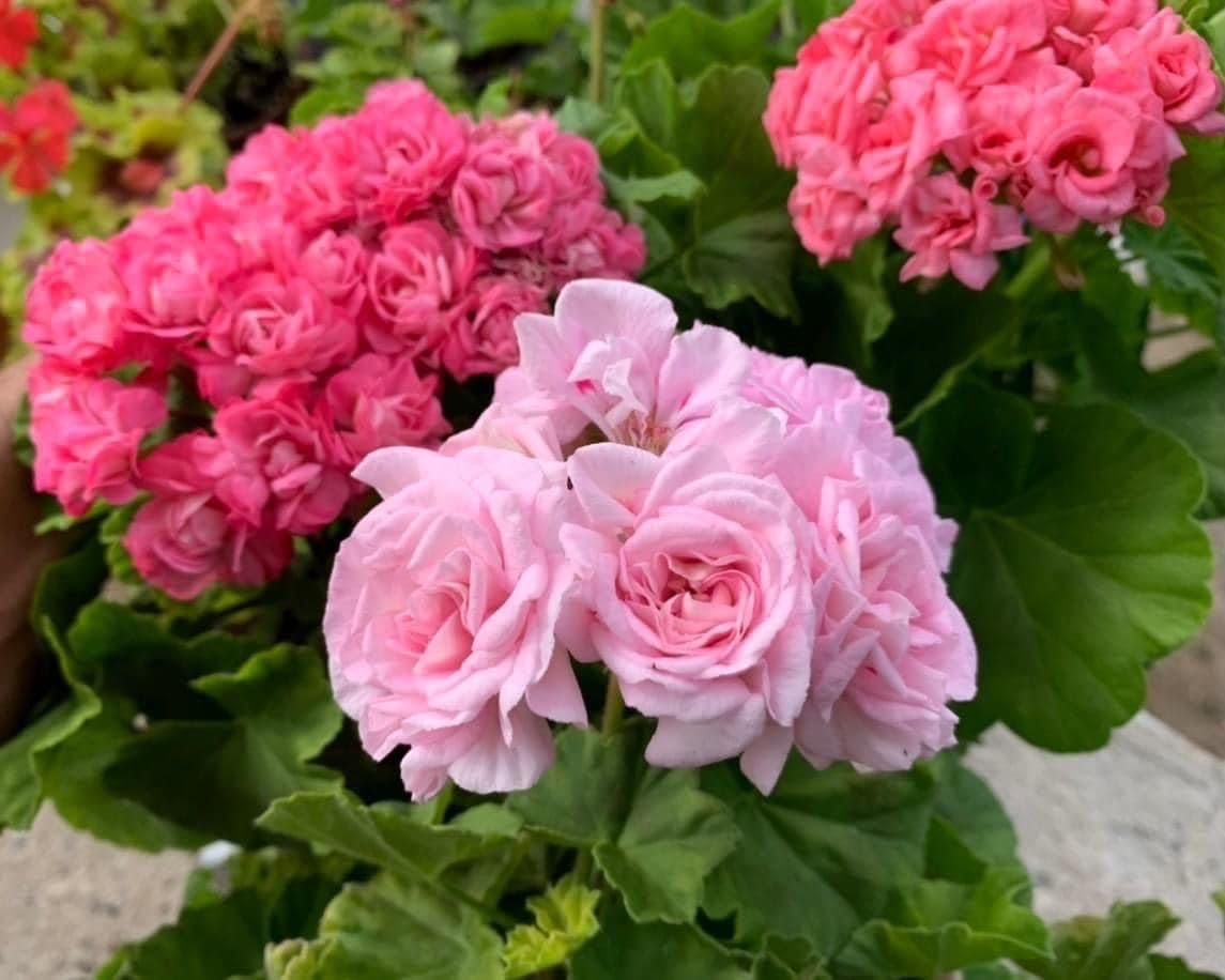 Baby Pink Geranium Flower Seeds for Planting Fragrant Blossoms Heirloom & GMO Free Seeds for Home Garden
 
 Sale