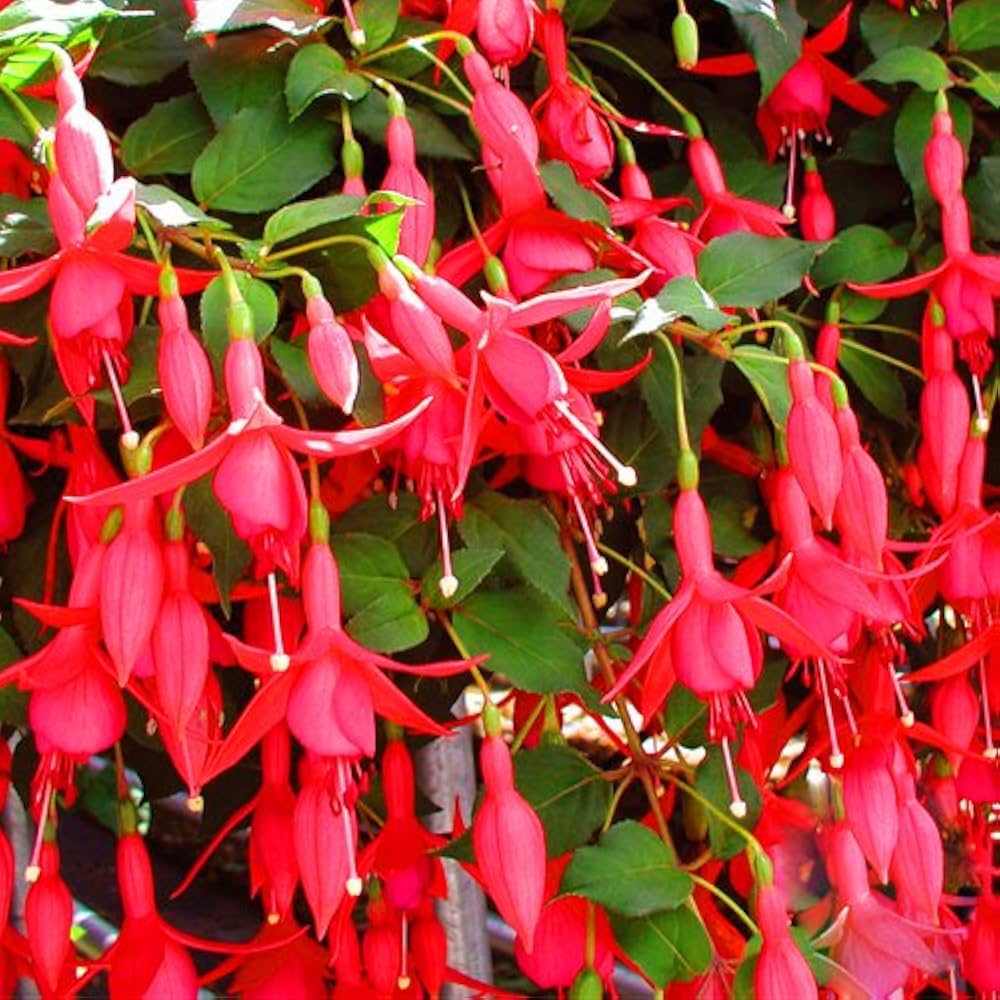 Red Pink Fuchsia Hybrida Flower seeds for Planting Low Maintenance Heirloom & GMO Free Seeds for Home Garden
