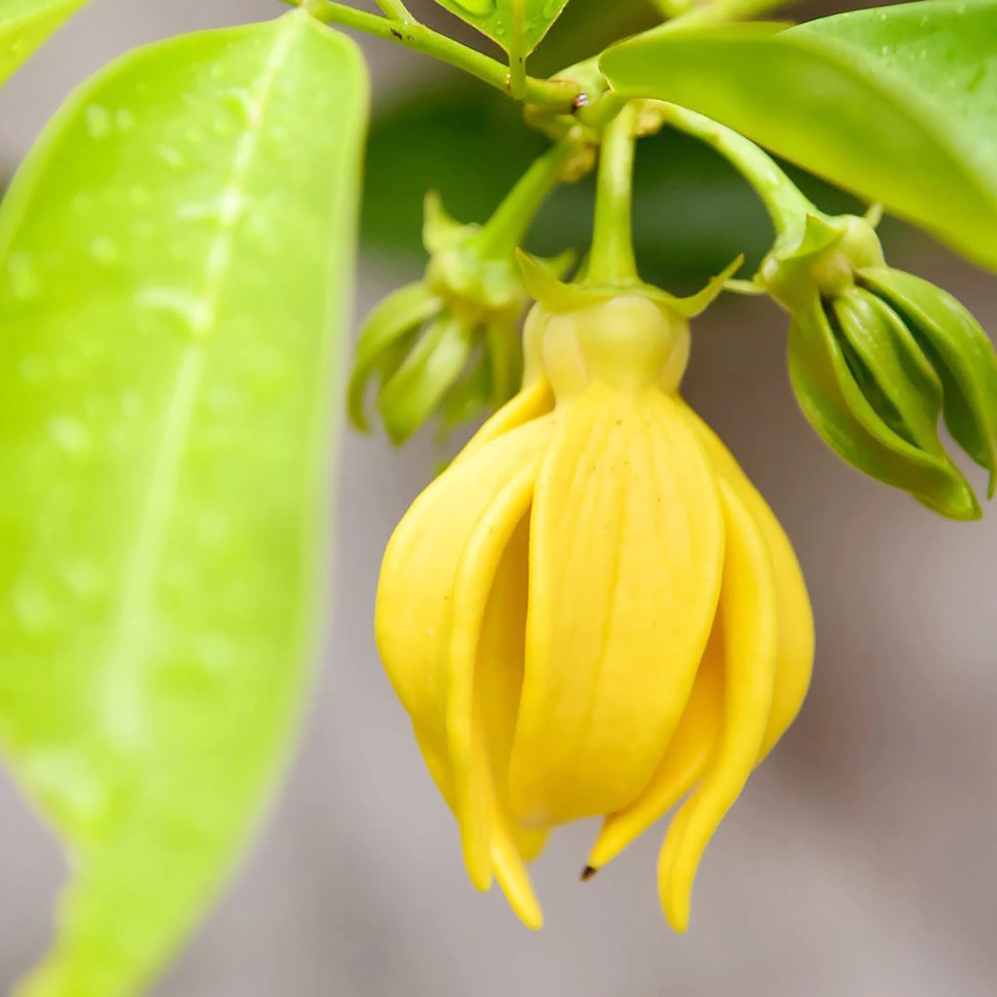 Ylang Flower seeds for Planting - Premium Quality, Heirloom & GMO Free Seeds for Home Garden