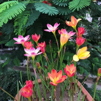Mixed Rain Lily Flower seeds for Planting - Easy to Grow, Heirloom & GMO Free Seeds for Home Garden