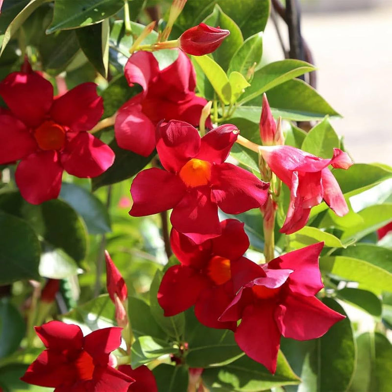 Mandevilla Red Sanderi Flower Seeds for Planting  Vibrant Climbing Blooms