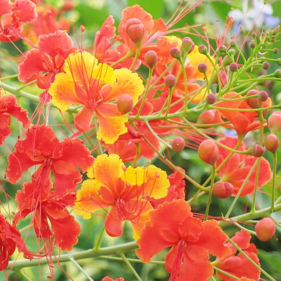 Mixed Caesalpinia Flower seeds for Planting Bright Blooms Heirloom & GMO Free Seeds for Home Garden