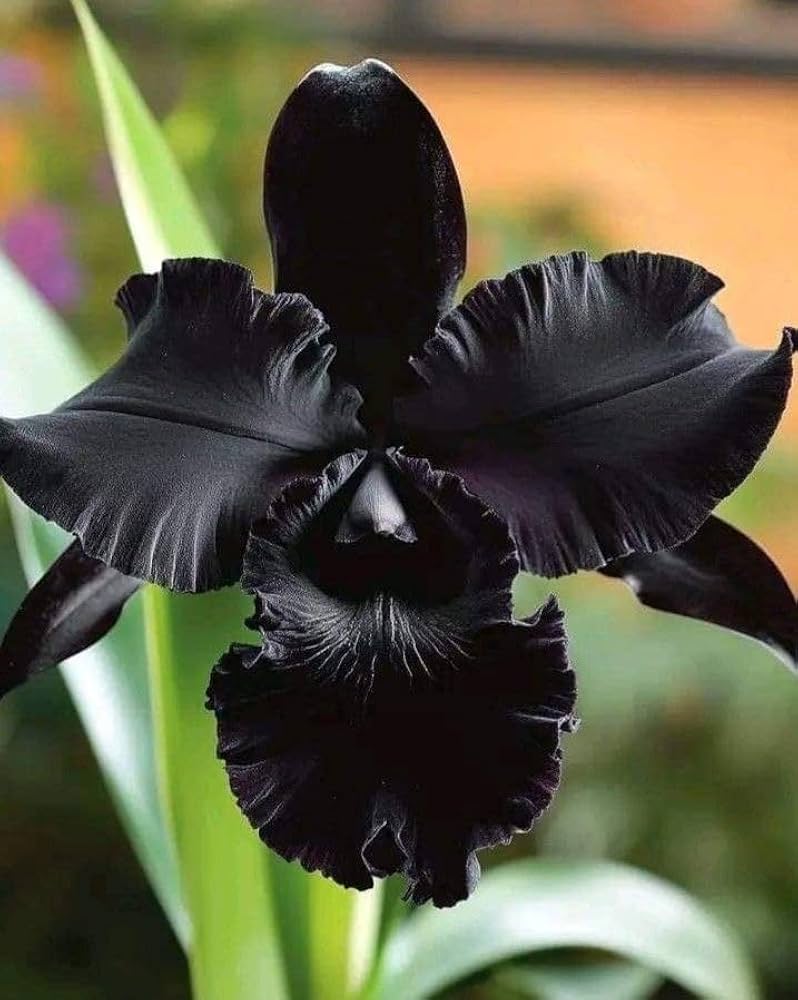 Black Orchid Flower seeds for Planting - Seasonal Bloomer, Heirloom & GMO Free Seeds for Home Garden
 
 Sale