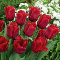 Deep Red Tulip Flower Seeds Bright Blooms Heirloom & GMO Free Seeds for Home Garden
 
 Sale