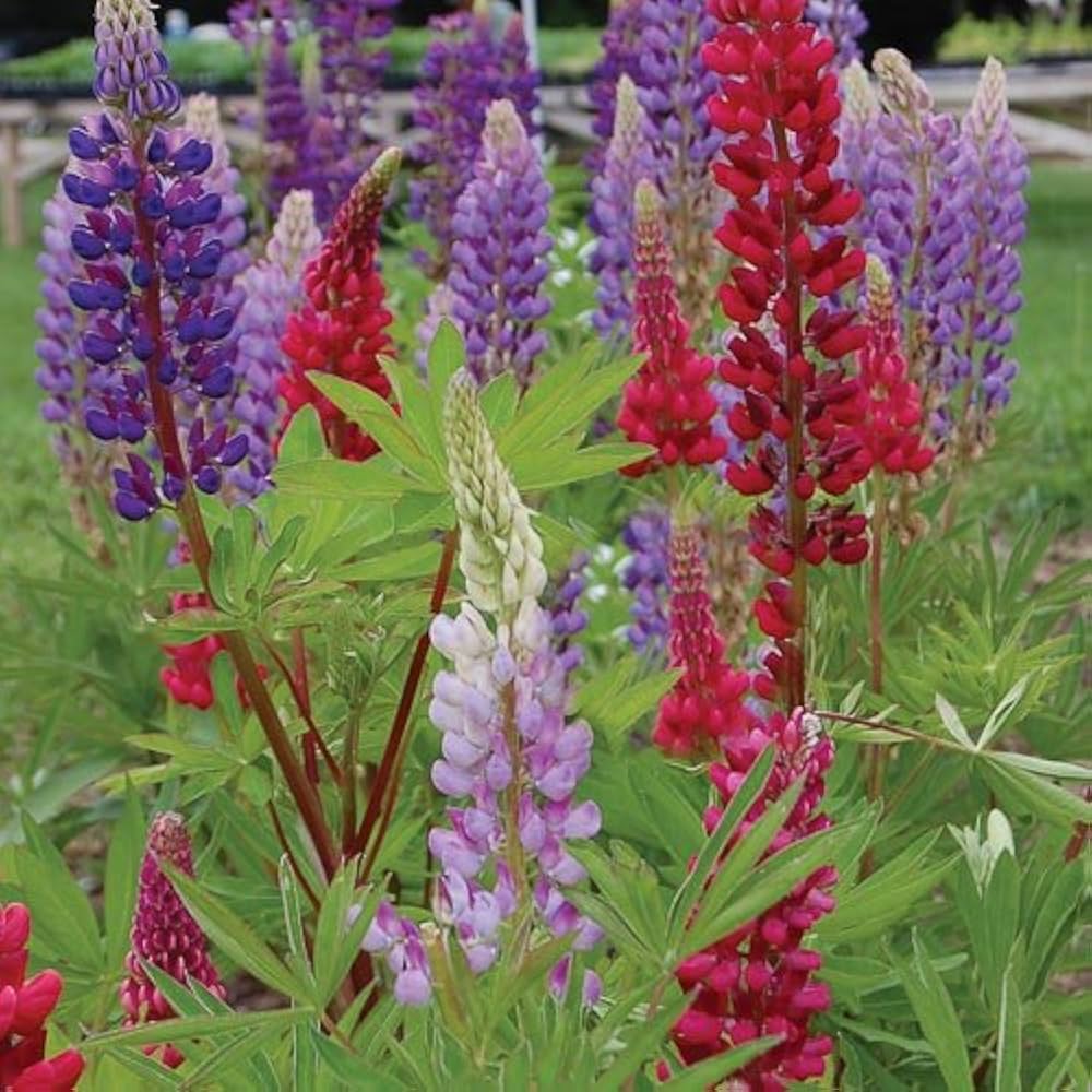 Velvet Lupine Flower Seeds – Perennial Ground Cover Plant