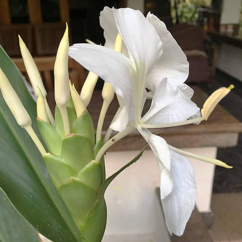 Coronarium Flower seeds for Planting Cut Flower Favorite Heirloom & GMO Free Seeds for Home Garden 
 
 Sale