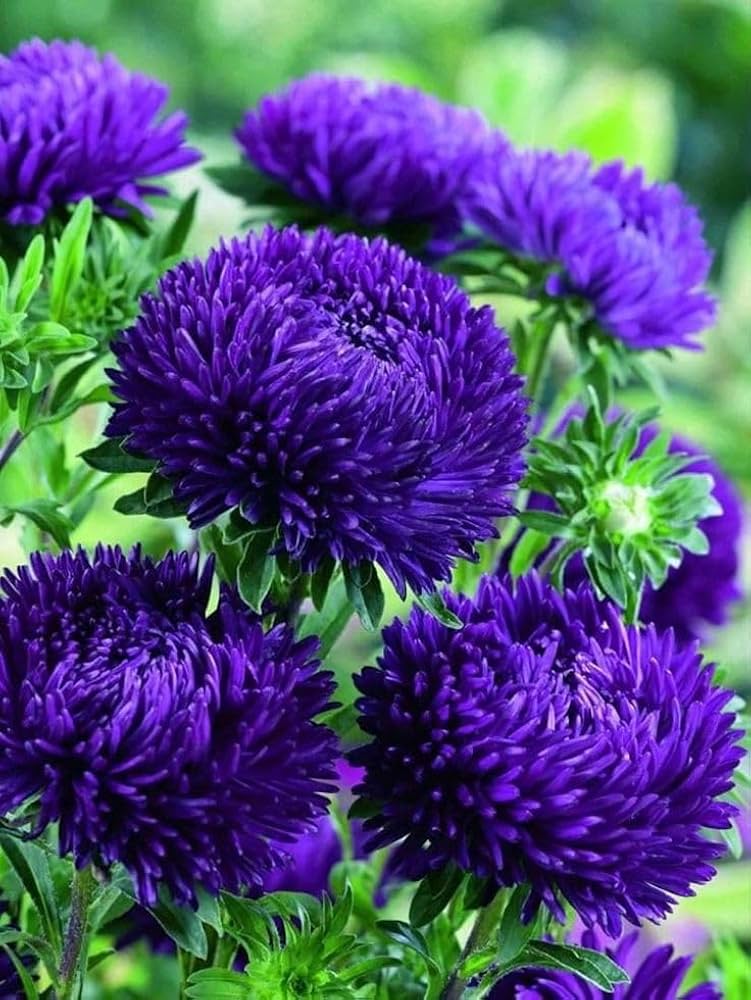 Dark Purple China Aster Flower Seeds for Planting Shade Tolerant Heirloom & GMO Free Seeds for Home Garden
 
 Sale