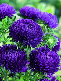 Dark Purple China Aster Flower Seeds for Planting Shade Tolerant Heirloom & GMO Free Seeds for Home Garden
 
 Sale