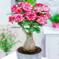 White Pink Adenium Obesum Flower seeds for Planting Garden Favorite Heirloom & GMO Free Seeds for Home Garden