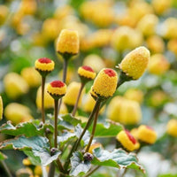 Acmella Oleracea Flower seeds for Planting - Cut Flower Favorite, Heirloom & GMO Free Seeds for Home Garden