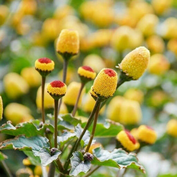 Acmella Oleracea Flower seeds for Planting - Cut Flower Favorite, Heirloom & GMO Free Seeds for Home Garden