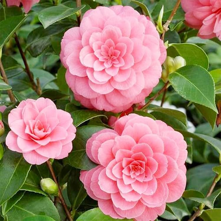 Heirloom Camelia Flower seeds for Planting Sun Loving Heirloom & GMO Free Seeds for Home Garden