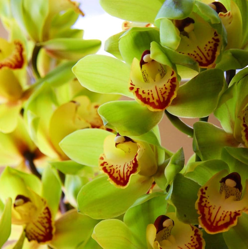 Green Red Dendrobium Flower seeds for Planting - Shade Tolerant, Heirloom & GMO Free Seeds for Home Garden
 
 Sale