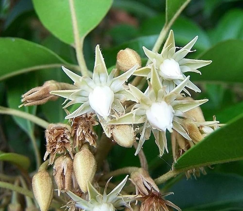 Mimusops Flower seeds for Planting Garden Favorite Heirloom & GMO Free Seeds for Home Garden 
 
 Sale