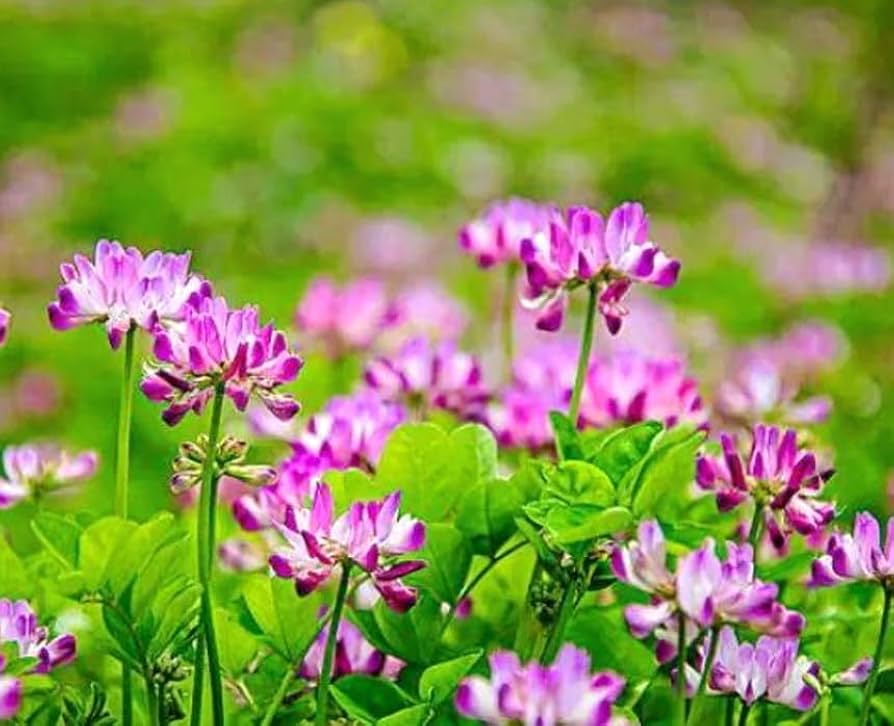 Violet Milkvetch Sinicus Flower seeds for Planting - Fragrant Blossoms, Heirloom & GMO Free Seeds for Home Garden