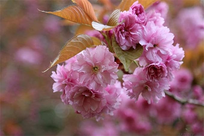 Japanese Sakura Seeds, Rare Japanese Cherry Blossom Flower Seeds, Rosa Prunus Serrulata