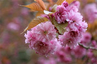 Japanese Sakura Seeds, Rare Japanese Cherry Blossom Flower Seeds, Rosa Prunus Serrulata