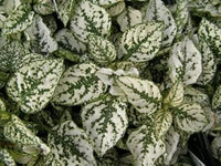 White Green Hypoestes Polka Flower seeds for Planting - Wildflower Mix, Heirloom & GMO Free Seeds for Home Garden
 
 Sale for planting in home garden.