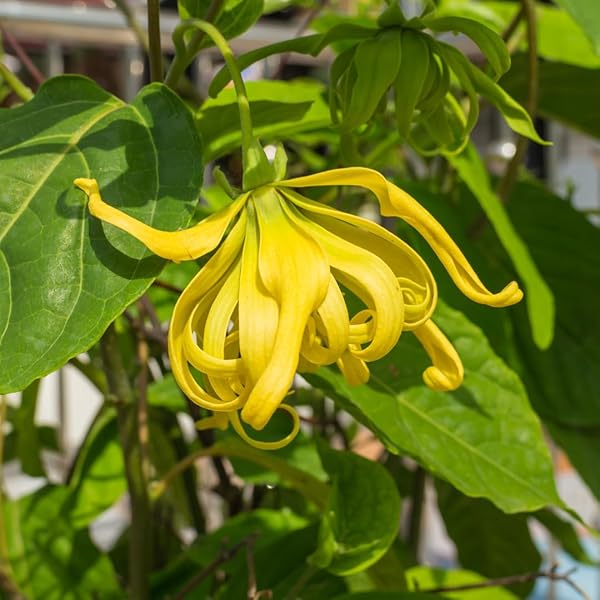 Cananga Odorata Flower seeds for Planting - Bright Blooms, Heirloom & GMO Free Seeds for Home Garden