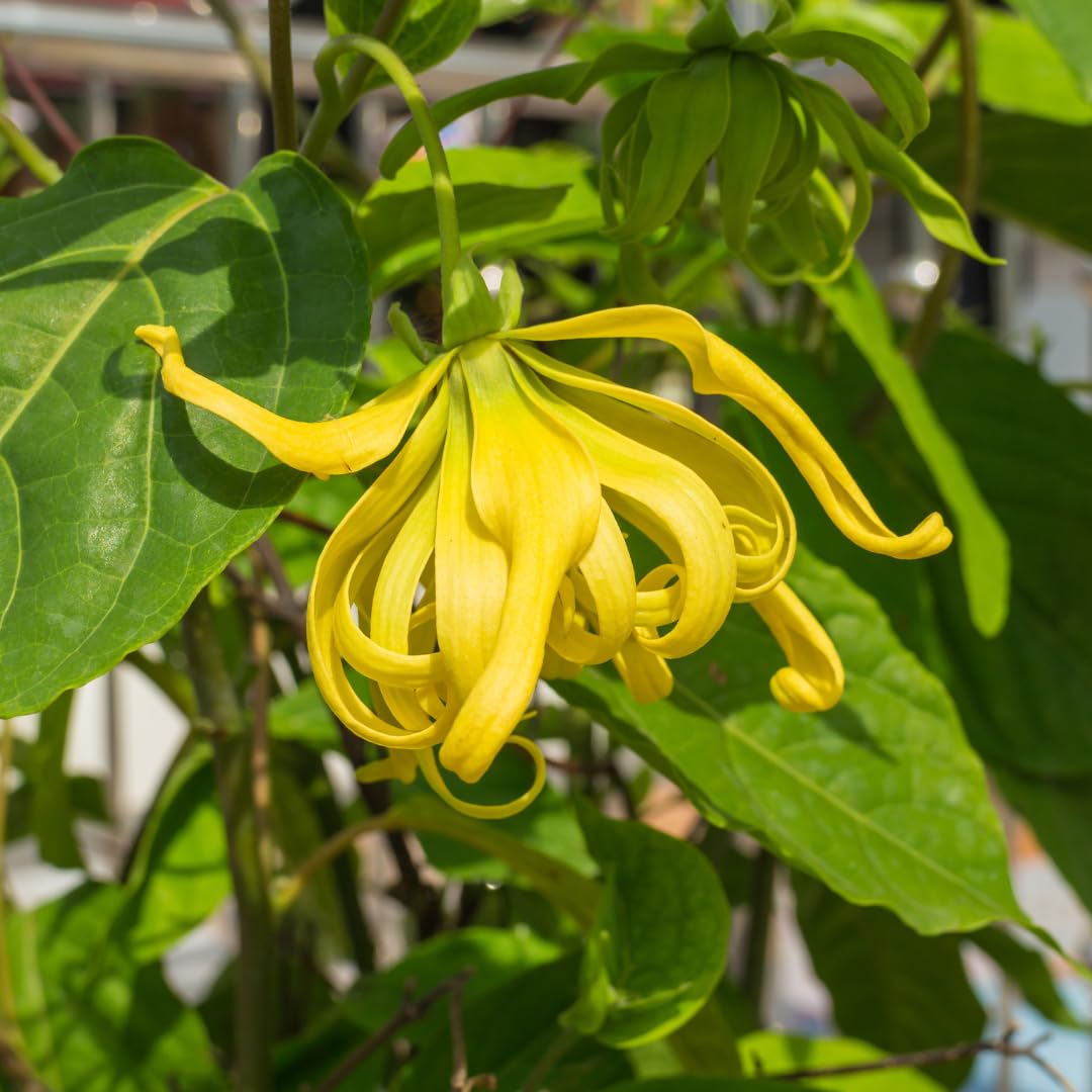 Cananga Odorata Flower seeds for Planting - Bright Blooms, Heirloom & GMO Free Seeds for Home Garden
 
 Sale seeds for home garden